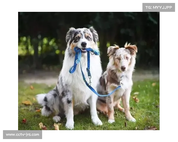 体育数字服务与宠物经济结合 开发遛狗应用 体育数字服务与宠物经济结合 开发遛狗应用